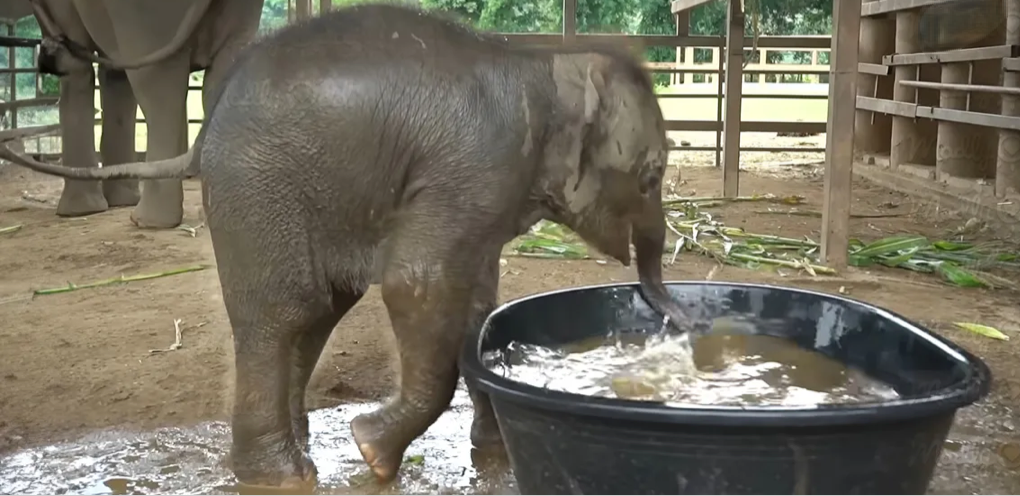 (VIDEO) Baby elephant’s epic butt flop in kiddie pool is a jolly good ...